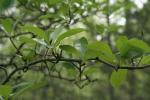 Crataegus berberifolia Torr. & Gray