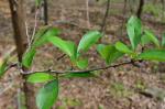 Crataegus berberifolia Torr. & Gray