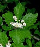 Crataegus calpodendron (Ehrh.) Medik.