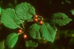 Crataegus calpodendron (Ehrh.) Medik.