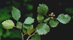 Crataegus dodgei Ashe