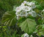 Crataegus coccinea L.