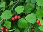 Crataegus coccinea L.