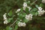 Crataegus collina Chapman