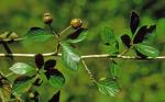 Crataegus collina Chapman
