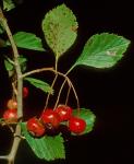 Crataegus collina Chapman