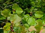 Crataegus craytonii Beadle