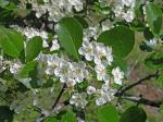 Crataegus crus-galli L. var. crus-galli