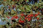 Crataegus crus-galli L. var. crus-galli