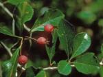 Crataegus crus-galli L. var. crus-galli