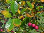 Crataegus crus-galli L. var. crus-galli