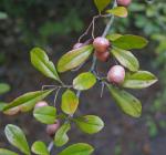 Crataegus crus-galli L. var. pyracanthifolia Aiton