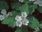 Crataegus intricata Lange var. biltmoreana (Beadle) R.W. Lance