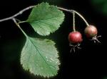 Crataegus intricata Lange var. biltmoreana (Beadle) R.W. Lance