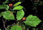Crataegus intricata Lange var. rubella (Beadle) Kruschke