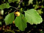 Crataegus intricata Lange var. straminea (Beadle) E.J. Palmer