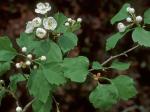 Crataegus intricata Lange var. boyntonii (Beadle) Kruschke
