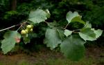 Crataegus intricata Lange var. boyntonii (Beadle) Kruschke
