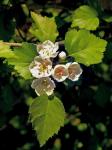 Crataegus iracunda Beadle