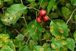 Crataegus iracunda Beadle