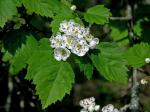 Crataegus macrosperma Ashe