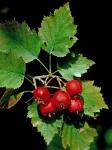Crataegus macrosperma Ashe