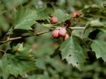 Crataegus macrosperma Ashe