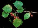 Crataegus macrosperma Ashe