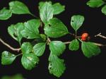 Crataegus margarettae Ashe