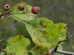 Crataegus margarettae Ashe