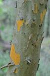 Crataegus marshallii Egglest.