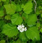 Crataegus mollis Scheele var. mollis