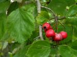Crataegus mollis Scheele var. mollis