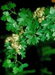 Crataegus monogyna Jacquin