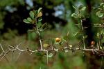 Crataegus pexa Beadle