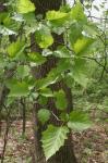 Crataegus pennsylvanica Ashe