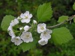 Crataegus pennsylvanica Ashe