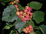Crataegus pennsylvanica Ashe