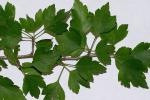 Crataegus phaenopyrum (L. f.) Medik.