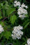 Crataegus phaenopyrum (L. f.) Medik.
