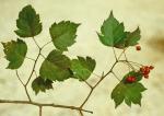 Crataegus phaenopyrum (L. f.) Medik.