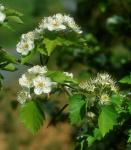 Crataegus pruinosa (Wendl. f.) K. Koch var. pruinosa