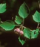 Crataegus pruinosa (Wendl. f.) K. Koch var. pruinosa