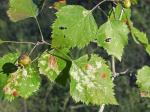 Crataegus pruinosa (Wendl. f.) K. Koch var. dissona (Sarg.) Eggelstone
