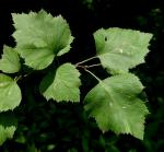 Crataegus pruinosa (Wendl. f.) K. Koch var. rugosa (Ashe) Kruschke