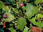 Crataegus pruinosa (Wendl. f.) K. Koch var. gattingeri (Ashe) R.W. Lance