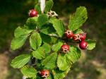 Crataegus punctata Jacq.