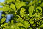 Crataegus punctata Jacq.