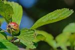 Crataegus punctata Jacq.