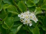 Crataegus punctata Jacq.